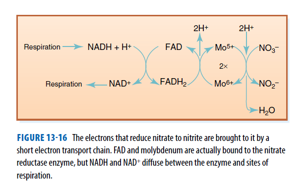 2H+
2H+
Respiration
NADH + H+
FAD
Mo5+
NO3
2x
Respiration
NAD+
FADH2
Mo6+
NO2
H2O
FIGURE 13-16 The electrons that reduce nitrate to nitrite are brought to it by a
short electron transport chain. FAD and molybdenum are actually bound to the nitrate
reductase enzyme, but NADH and NAD+ diffuse between the enzyme and sites of
respiration.

