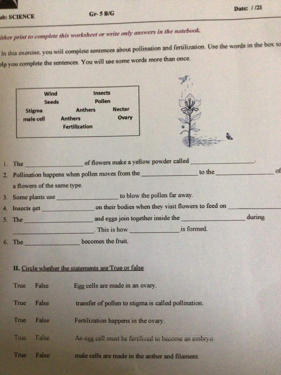 Date: F/21
Gr-5 B/G
ub: SCIENCE
ither print to complete this worksheet or write only answers in the notebook.
In this exercise. you wiil compiete sentences about poiliination and fertilization. Use the words in the box to
elp you complete the sentences. You will use some words more than once.
Wind
Insects
Seeds
Pollen
Stigma
Anthers
Nectar
male cell
Anthers
Ovary
Fertilization
1. The
of flowers make a yellow powder called
to the
of
2. Pollination happens when pollen moves from the
a flowers of the same type.
3. Some plants use
to blow the pollen far away.
4. Insects get
on their bodies when they visit flowers to feed on
5. The
and eggs join together inside the
during
This is how
is formed,
6. The
becomes the fruit.
II. Circle whether the statements are True or false
True
False
Egg cells are made in an ovary.
True
False
transfer of pollen to stigma is called pollination.
True
False
Fertilization happens in the ovary.
Frue
False
An egg cell must be fertilized to become an embryo.
True
False
male cells are made in the anther and filament.
