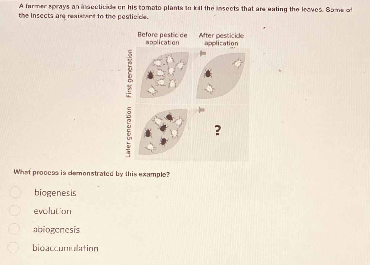 A farmer sprays an insecticide on his tomato plants to kill the insects that are eating the leaves. Some of
the insects are resistant to the pesticide.
Before pesticide
application
After pesticide
application
?
What process is demonstrated by this example?
biogenesis
evolution
abiogenesis
bioaccumulation
oooo
Later generation First generation