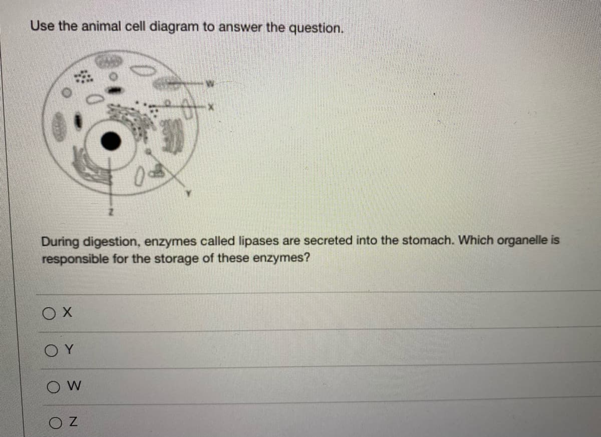Use the animal cell diagram to answer the question.
During digestion, enzymes called lipases are secreted into the stomach. Which organelle is
responsible for the storage of these enzymes?
O Y
O W
Z.
