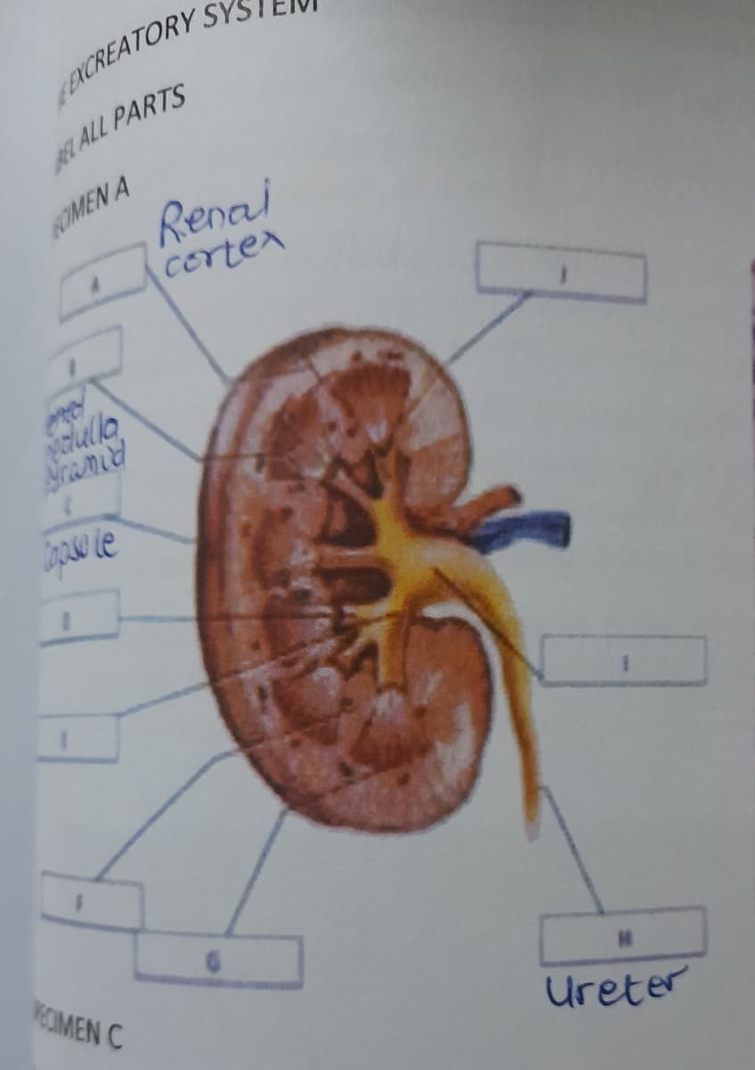 EXCREATORY SY
EL ALL PARTS
NOIMEN A
Renal
corter
Sramd
KOMEN C
Ureter
