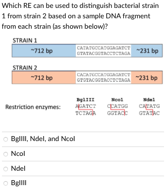 Which RE can be used to distinguish bacterial strain
1 from strain 2 based on a sample DNA fragment
from each strain (as shown below)?
STRAIN 1
~712 bp
STRAIN 2
~712 bp
Restriction enzymes:
O BglIII, Ndel, and Ncol
O Ncol
O Ndel
OBgIIII
CATATGCCATGGAGATCT
GTATACGGTACCTCTAGA
~231 bp
CACATGCCATGGAGATCT
GTGTACGGTACCTCTAGA 231 bp
BglIII
Ncol
AGATCT
CCATGG
TCTAGA GGTACC
Nde1
CATATG
GTATAC