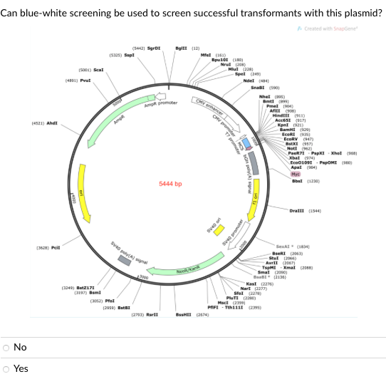 Can blue-white screening be used to screen successful transformants with this plasmid?
A Created with SnapGene
O No
O Yes
(421) And
(362) P
(500) Scal
(41) Pul
(324) 2171
(3197) B
(5325) Sept
5000
AVOR
(5442) Sgr
(3052) Pol
Syed poly(A) sig
(295) Ba
Amp promoter
13000
Bylt (12)
(273)
5444 bp
Mel (161)
Bpu101 (190)
Nrul (20)
Mul (229)
Spel (24)
OMV enhancer
Neok/kank
BHI (274)
Nel (4)
CMV promoter
o Ch
10
GH poly(A) signa
40 promoter
Snat (590)
-
Nhel (5)
BI (99)
Pel (904)
ALL (906)
Hind (911)
ACEBSI (17
KpnI (921)
Bam (29)
EcoRI (935)
EcoRV (947)
BEKI (17)
Not! (962)
PuT (220)
Smal
B (2136)
Kast (2276)
Nart (2277)
Stel (227)
Mac (29)
PAFE-Th1111 (295)
PacR71 PspXI-Xhol (968)
Xbal (374)
Eco01091 PapOMI (0)
Apal (4)
Myc
Bbal (1230)
Drall (1544)
SexA (184)
BeR (2013)
Stul (2004)
Avril (2067)
TpM-Xmal (20)
(2000)