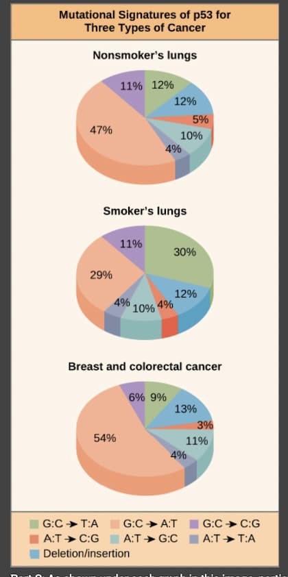 Mutational Signatures of p53 for
Three Types of Cancer
Nonsmoker's lungs
11% 12%
47%
29%
Smoker's lungs
11%
4%
54%
12%
4%
10% 4%
10%
6% 9%
5%
30%
Breast and colorectal cancer
12%
13%
4%
3%
11%
G:CT:A
G:CA:T
G:C C:G
A:TC:G A:TG:C A:TT:A
Deletion/insertion