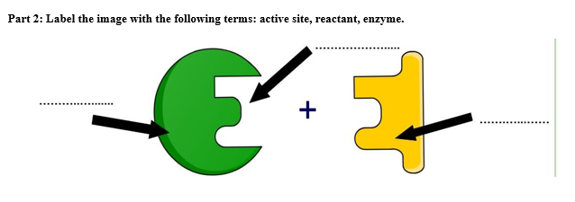 Part 2: Label the image with the following terms: active site, reactant, enzyme.

