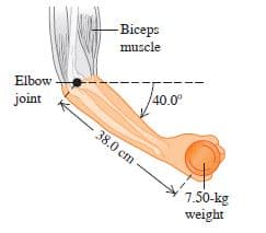 -Biceps
muscle
Elbow
40.00
joint
38.0 cm
7.50-kg
weight
