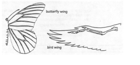 butterfly wing
bird wing

