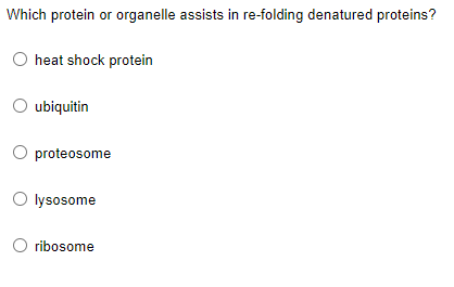 Which protein or organelle assists in re-folding denatured proteins?
O heat shock protein
O ubiquitin
proteosome
O lysosome
ribosome
