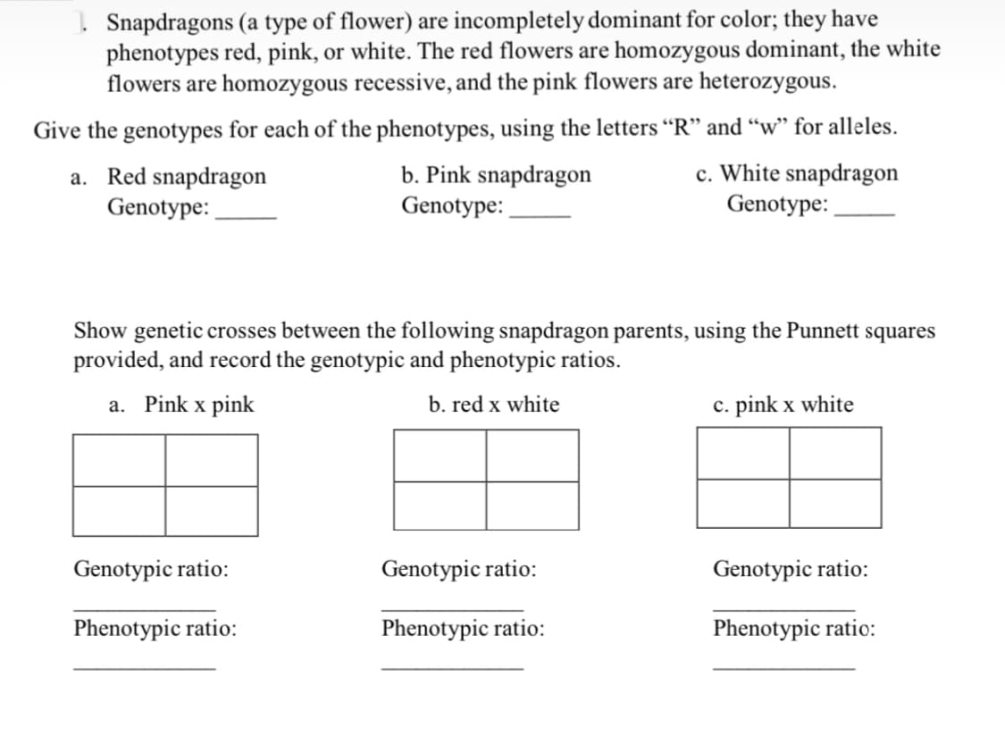 Snapdragons (a type of flower) are incompletely dominant for color; they have
phenotypes red, pink, or white. The red flowers are homozygous dominant, the white
flowers are homozygous recessive, and the pink flowers are heterozygous.
Give the genotypes for each of the phenotypes, using the letters “R" and "w" for alleles.
c. White snapdragon
a. Red snapdragon
Genotype:
b. Pink snapdragon
Genotype:
Genotype:
Show genetic crosses between the following snapdragon parents, using the Punnett squares
provided, and record the genotypic and phenotypic ratios.
a. Pink x pink
b. red x white
c. pink x white
Genotypic ratio:
Genotypic ratio:
Genotypic ratio:
Phenotypic ratio:
Phenotypic ratio:
Phenotypic ratio:
