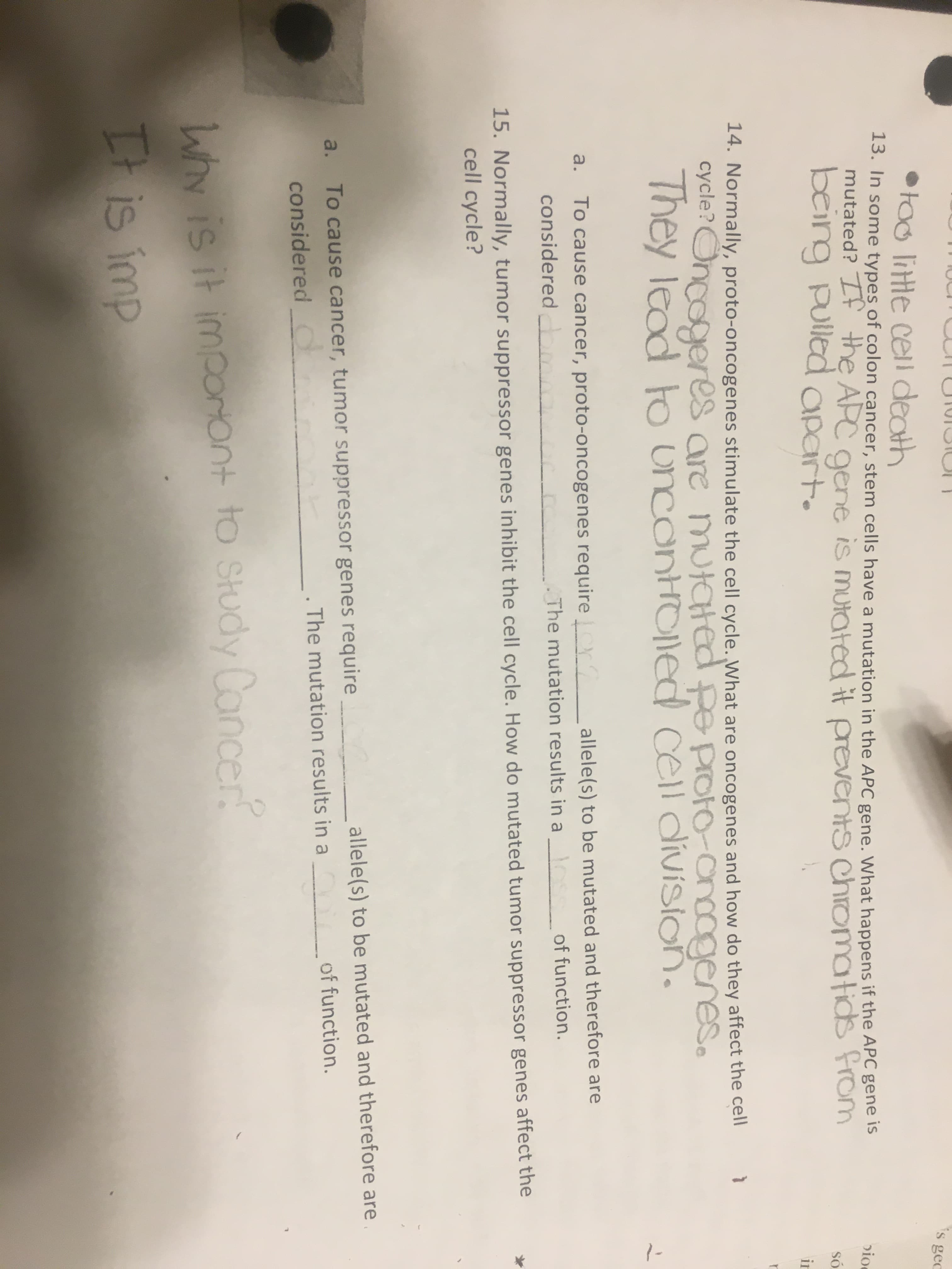 is gec
•Foo little cell death
13. In some types of colon cancer, stem cells have a mutation in the APC gene. What happens if the APC gene is
bioc
mutated? If the APC is mutated it prevents chromatids From
gene
SO
being pulled apart.
ir
14. Normally, proto-oncogenes stimulate the cell cycle. What are oncogenes and how do they affect the cell
cycle?Oncogeres are mutated
They lead to UnConHOlEd cell division.
pe protoonoogenes.
To cause cancer, proto-oncogenes require r
considered om
allele(s) to be mutated and therefore are
_of function.
a.
The mutation results in a
15. Normally, tumor suppressor genes inhibit the cell cycle. How do mutated tumor suppressor genes affect the
cell cycle?
allele(s) to be mutated and therefore are
of function.
a.
To cause cancer, tumor suppressor genes require
The mutation results in a
considered C
Why is it imporont to Study Cancer?
It is imp
