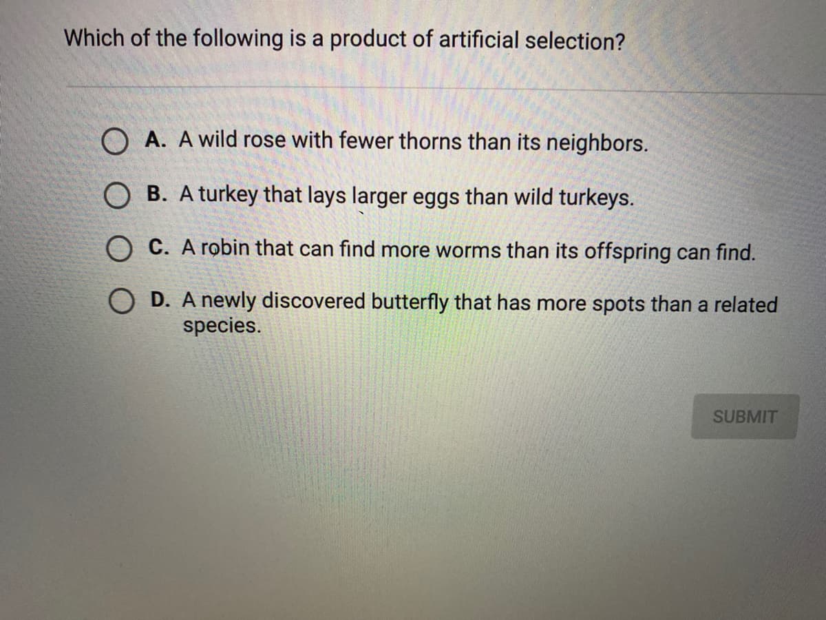 Which of the following is a product of artificial selection?
O A. A wild rose with fewer thorns than its neighbors.
O B. A turkey that lays larger eggs than wild turkeys.
O C. A robin that can find more worms than its offspring can find.
O D. A newly discovered butterfly that has more spots than a related
species.
SUBMIT
