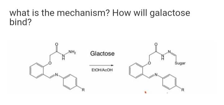 what is the mechanism? How will galactose
bind?
„NH2
Glactose
Šugar
EIOH/ACOH
'R
