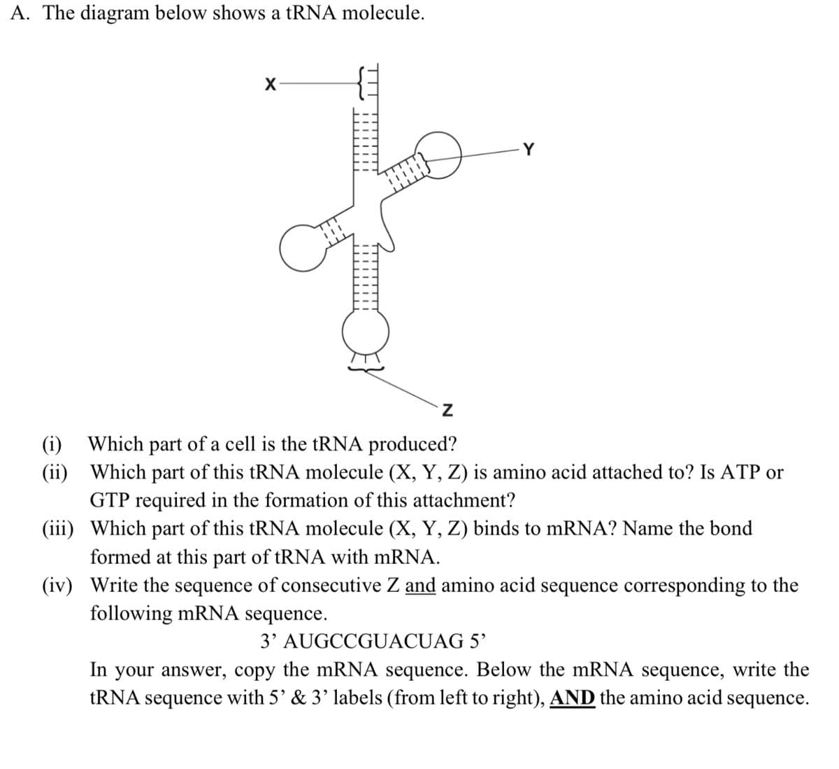 A. The diagram below shows a tRNA molecule.
(i) Which part of a cell is the tRNA produced?
(ii) Which part of this tRNA molecule (X, Y, Z) is amino acid attached to? Is ATP or
GTP required in the formation of this attachment?
(iii) Which part of this tRNA molecule (X, Y, Z) binds to mRNA? Name the bond
formed at this part of tRNA with mRNA.
(iv) Write the sequence of consecutive Z and amino acid sequence corresponding to the
following mRNA sequence.
3' AUGCCGUACUAG 5'
In your answer, copy the mRNA sequence. Below the mRNA sequence, write the
TRNA sequence with 5' & 3' labels (from left to right), AND the amino acid sequence.
