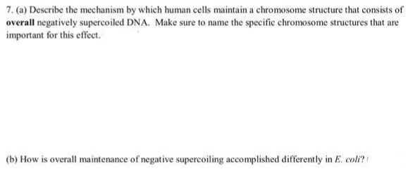 7. (a) Describe the mechanism by which human cells maintain a chromosome structure that consists of
overall negatively supercoiled DNA. Make sure to name the specific chromosome structures that are
important for this effect.
(b) How is overall maintenance of negative supercoiling accomplished differently in E. coli?!
