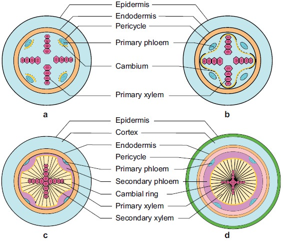 Epidermis
Endodermis
Pericycle
Primary phloem
0000
0000 000
Cambium
Primary xylem
a
b
Epidermis
Cortex
Endodermis
Pericycle
Primary phloem
Secondary phloem
Cambial ring
Primary xylem
Secondary xylem
d.

