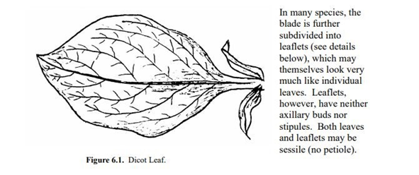 In many species, the
blade is further
subdivided into
leaflets (see details
below), which may
themselves look very
much like individual
leaves. Leaflets,
however, have neither
axillary buds nor
stipules. Both leaves
and leaflets may be
sessile (no petiole).
Figure 6.1. Dicot Leaf.
