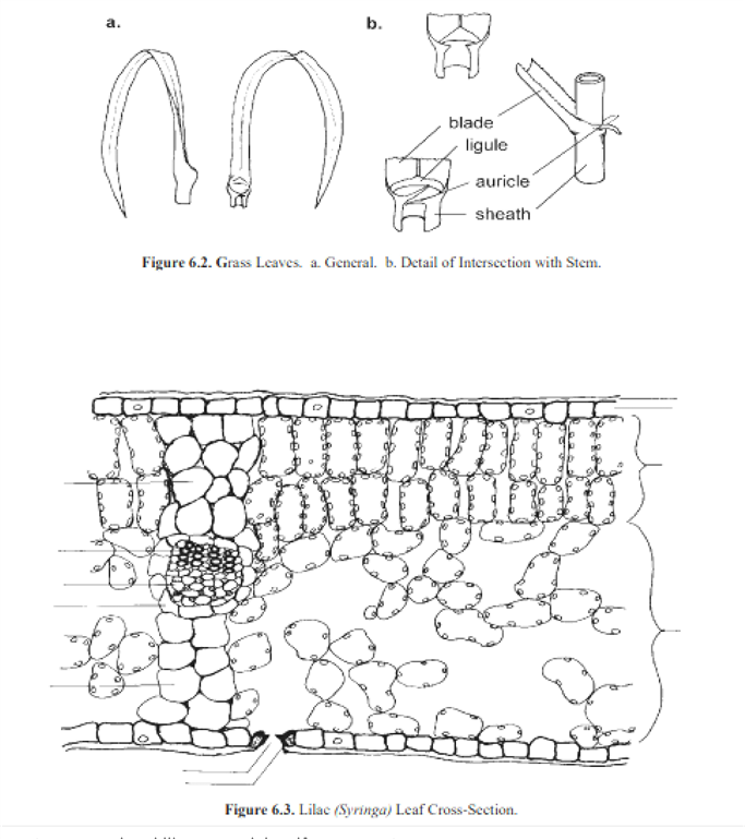 b.
blade
ligule
auricle
sheath
Figure 6.2. Grass Leaves. a. General. b. Detail of Intersection with Stem.
Figure 6.3. Lilac (Syringa) Leaf Cross-Section.
