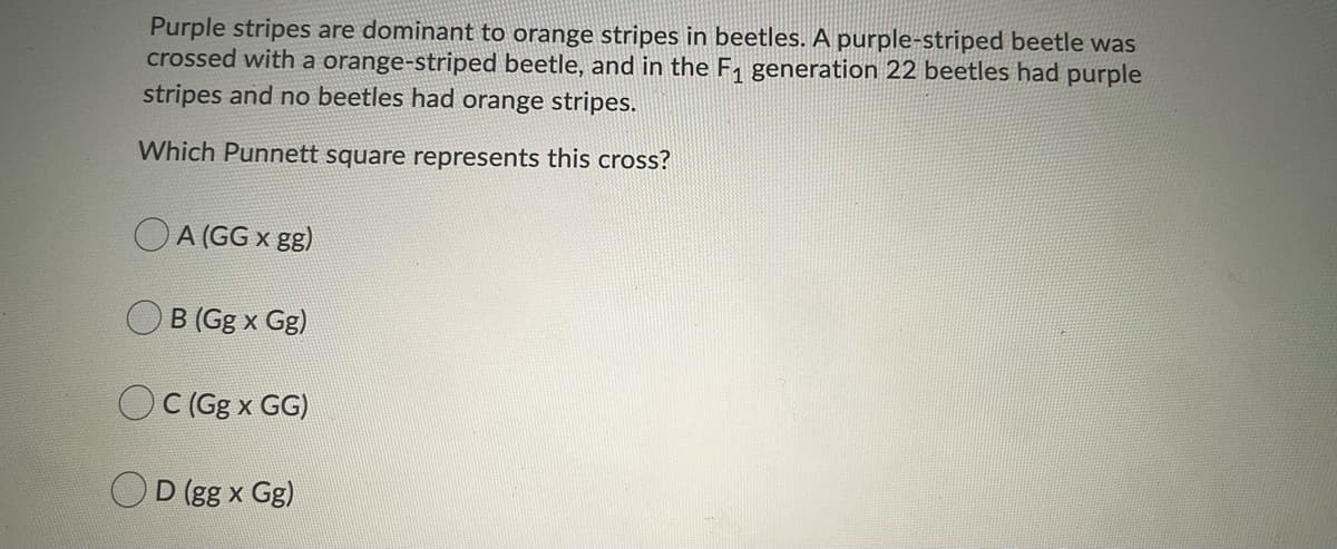 Purple stripes are dominant to orange stripes in beetles. A purple-striped beetle was
crossed with a orange-striped beetle, and in the F, generation 22 beetles had purple
stripes and no beetles had orange stripes.
Which Punnett square represents this cross?
A (GG x gg)
B (Gg x Gg)
OC (Gg x GG)
D (gg x Gg)
