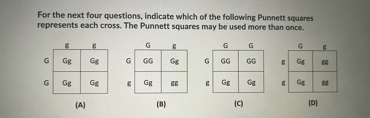 For the next four questions, indicate which of the following Punnett squares
represents each cross. The Punnett squares may be used more than once.
g
Gg
Gg
G
GG
Gg
GG
GG
Gg
gg
Gg
Gg
Gg
gg
g
Gg
Gg
Gg
gg
(A)
(B)
(C)
(D)
bo
