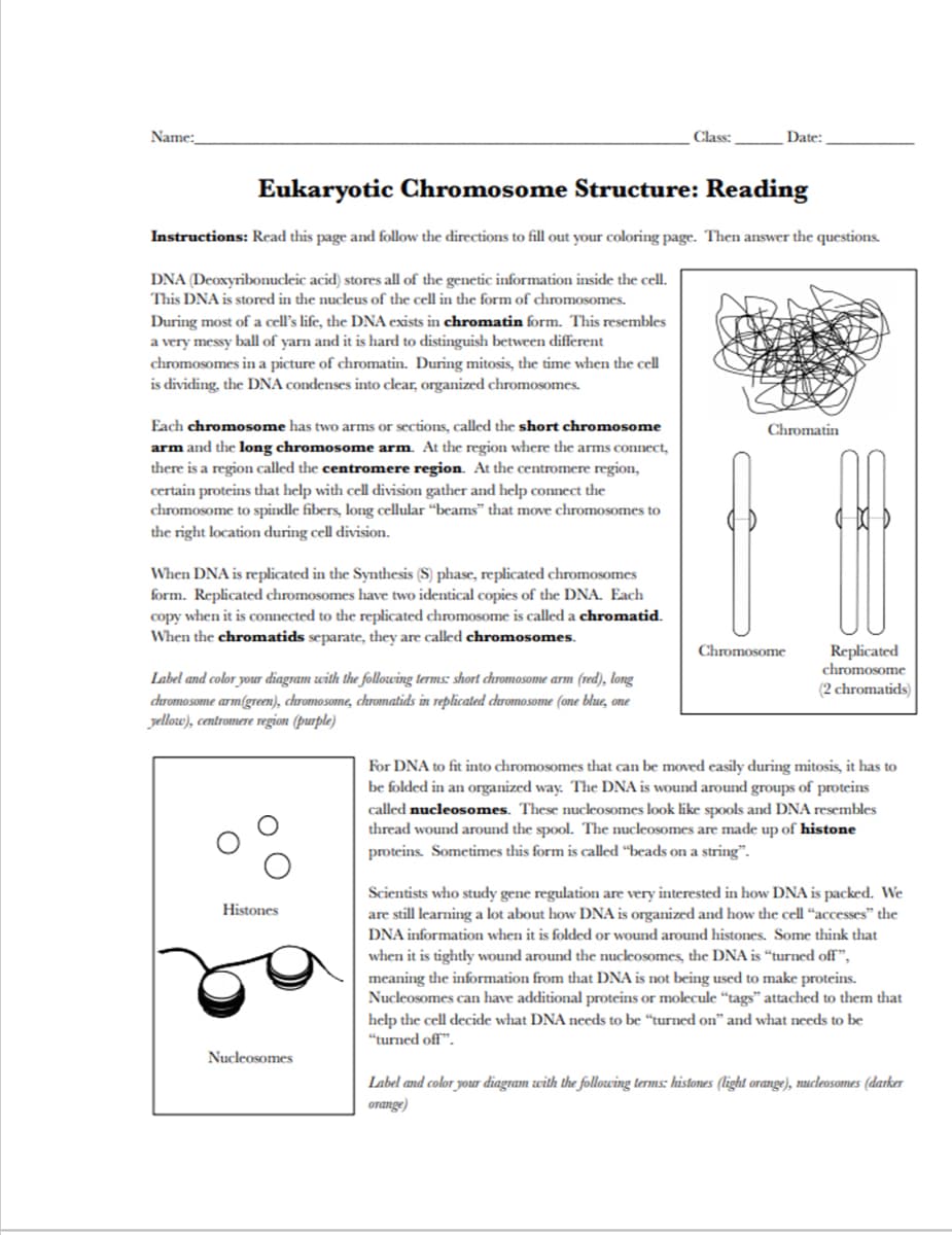 Name:
Class:
Date:
Eukaryotic Chromosome Structure: Reading
Instructions: Read this page and follow the directions to fill out your coloring page. Then answer the questions.
DNA (Deoxyribonucleic acid) stores all of the genetic information inside the cell.
This DNA is stored in the nucleus of the cell in the form of chromosomes.
During most of a cell's life, the DNA exists in chromatin form. This resembles
a very messy ball of yarn and it is hard to distinguish between different
chromosomes in a picture of chromatin. During mitosis, the time when the cell
is dividing, the DNA condenses into clear, organized chromosomes.
Each chromosome has two arms or sections, called the short chromosome
arm and the long chromosome arm. At the region where the arms connect,
there is a region called the centromere region. At the centromere region,
certain proteins that help with cell division gather and help connect the
chromosome to spindle fibers, long cellular “beams" that move chromosomes to
the right location during cell division.
Chromatin
When DNA is replicated in the Synthesis (S) phase, replicated chromosomes
form. Replicated chromosomes have two identical copies of the DNA. Each
copy when it is connected to the replicated chromosome is called a chromatid.
When the chromatids separate, they are called chromosomes.
Chromosome
Replicated
chromosome
Label and color your diagram with the following terms: short chromosome arm (red), long
chromosome arm(green), chromosome, chromatids in replicated chromosome (one blue, one
yellow), centromere region (purple)
(2 chromatids)
For DNA to fit into chromosomes that can be moved easily during mitosis, it has to
be folded in an organized way. The DNA is wound around groups of proteins
called nucleosomes. These nucleosomes look like spools and DNA resembles
thread wound around the spool. The nucleosomes are made up of histone
proteins. Sometimes this form is called “beads on a string".
Scientists who study gene regulation are very interested in how DNA is packed. We
are still learning a lot about how DNA is organized and how the cell “accesses" the
Histones
DNA information when it is folded or wound around histones. Some think that
when it is tightly wound around the nucleosomes, the DNA is “turned off",
meaning the information from that DNA is not being used to make proteins.
Nucleosomes can have additional proteins or molecule “tags" attached to them that
help the cell decide what DNA needs to be “turned on" and what needs to be
"turned off".
Nucleosomes
Label and color your diagram with the follozwing terms: histones (light orange), mucleosomes (darker
orange)
