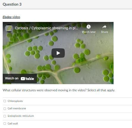 Question 3
Elodea video
Cyclosis / Cytoplasmic streaming in pl.
Watch later Share
Watch on D
YouTube
What cellular structures were observed moving in the video? Select all that apply.
O Chloroplasts
O Cell membrane
O Endoplastic reticulum
Cell wall
