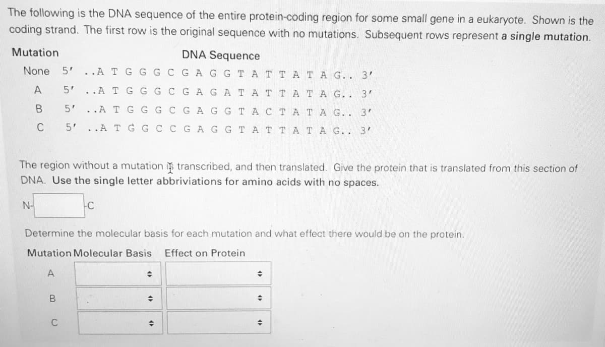 The following is the DNA sequence of the entire protein-coding region for some small gene in a eukaryote. Shown is the
coding strand. The first row is the original sequence with no mutations. Subsequent rows represent a single mutation.
Mutation
DNA Sequence
None
5' ..A TGGGCGAGGT ATTATA G.. 3
5'
..A TGGGCGAGAT AT TA TA G.. 3'
5'
..A TGGGCGAG GTA CTATA G.. 3'
C
5'..A TG GCCGAGG TATTATA G.. 3'
The region without a mutation is transcribed, and then translated. Give the protein that is translated from this section of
DNA. Use the single letter abbriviations for amino acids with no spaces.
N-
-C
Determine the molecular basis for each mutation and what effect there would
on the protein.
Mutation Molecular Basis
Effect on Protein
