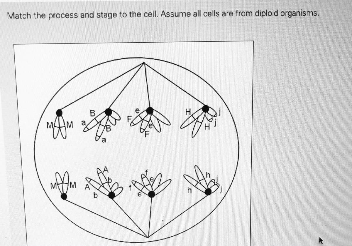 Match the process and stage to the cell. Assume all cells are from diploid organisms.
MAM a
