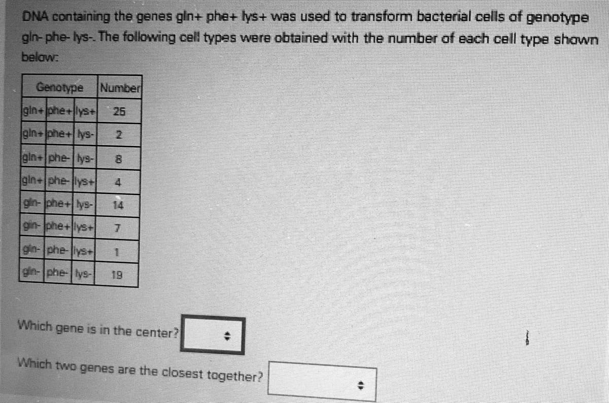 DNA containing the genes gln+ phe+ lys+ was used to transform bacterial cells of genotype
gln- phe- lys-. The following cel types were obtained with the number of each cell type shown
below:
Genotype
Number
Igin+phe+lys+
25
gin+phe+lys-
gin+phe-|lys-
gin phe-lys+
4.
gin-phe+lys-
14
gin-phe+lys+|
7.
gin-Iphe-lys+
1.
gin-|phe-lys-
19
Which gene is in the center?
Which two genes are the closest together?
00
寸 |
