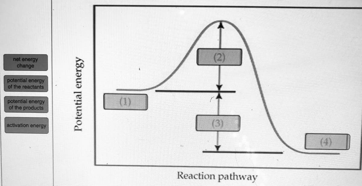 (2)
net energy
change
potential energy
of the reactants
potential energy
of the products
(1)
(3)
activation energy
(4)
Reaction pathway
Potential energy
