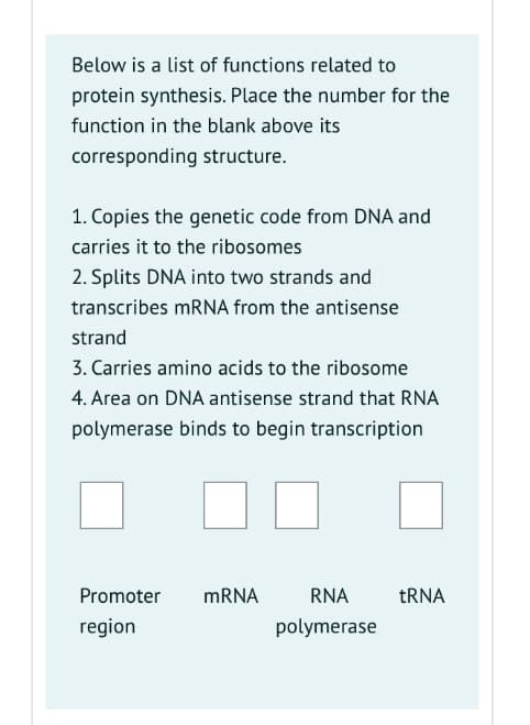 Below is a list of functions related to
protein synthesis. Place the number for the
function in the blank above its
corresponding structure.
1. Copies the genetic code from DNA and
carries it to the ribosomes
2. Splits DNA into two strands and
transcribes MRNA from the antisense
strand
3. Carries amino acids to the ribosome
4. Area on DNA antisense strand that RNA
polymerase binds to begin transcription
Promoter
MRNA
RNA
TRNA
region
polymerase
