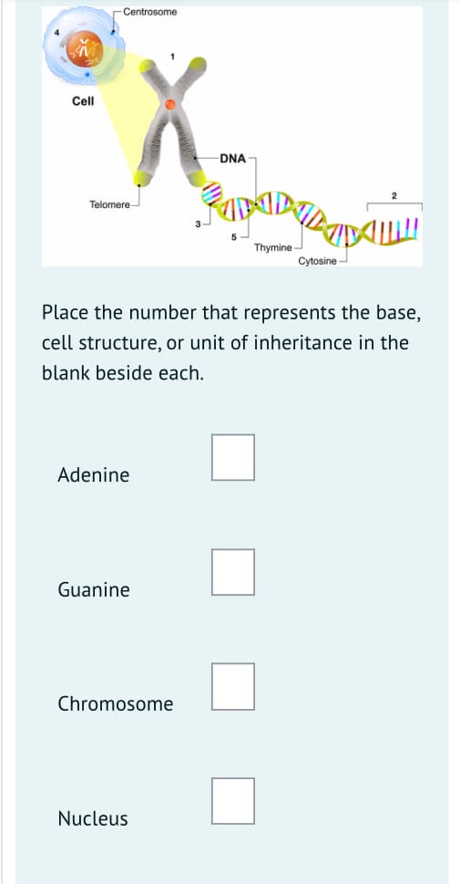 -Centrosome
Cell
DNA
Telomere-
Thymine -
Cytosine
Place the number that represents the base,
cell structure, or unit of inheritance in the
blank beside each.
Adenine
Guanine
Chromosome
Nucleus
