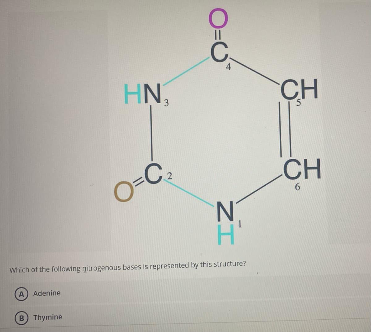 Adenine
HN₁
3
B) Thymine
O=C₂
O=0*
N
Which of the following nitrogenous bases is represented by this structure?
IZ
CH
CH
6