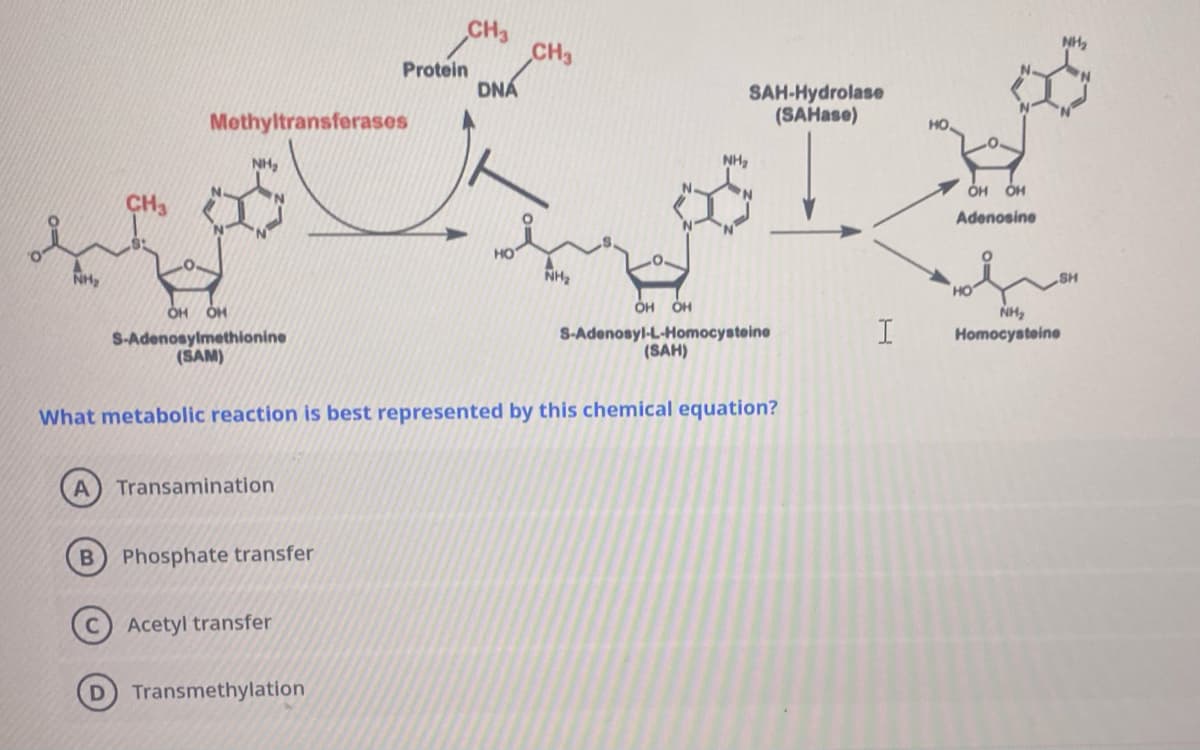 NH₂
CH3
Methyltransferases
NH₂
OH OH
S-Adenosylmethionine
(SAM)
Transamination
Phosphate transfer
Protein
Acetyl transfer
Transmethylation
CH3
DNÁ
CH3
NH₂
What metabolic reaction is best represented by this chemical equation?
SAH-Hydrolase
(SAHase)
NH₂
OH OH
S-Adenosyl-L-Homocysteine
(SAH)
I
но.
#M
OH OH
Adenosine
NH₂
NH₂
SH
Homocysteine