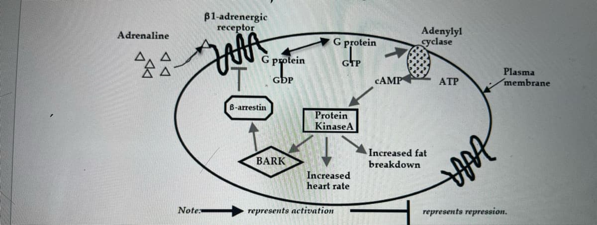 B1-adrenergic
receptor
Adenylyl
cyclase
Adrenaline
G protein
全会
protein
GTP
Plasma
membrane
GDP
CAMP
ATP
B-arrestin
Protein
KinaseA
Increased fat
BARK
breakdown
Increased
heart rate
Notex
represents activation
represents repression.
HA
