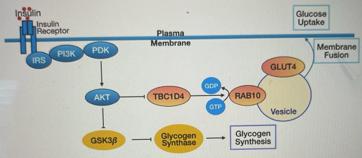 Insulin
Glucose
Uptake
Insulin
Receptor
Plasma
Membrane
Membrane
Fusion
PDK
PI3K
IRS
GLUT4
GDP
АКТ
ТВС1D4
RAB10
GTP
Vesicle
Glycogen
Sýnthăse
Glycogen
Synthesis
GSK3B
