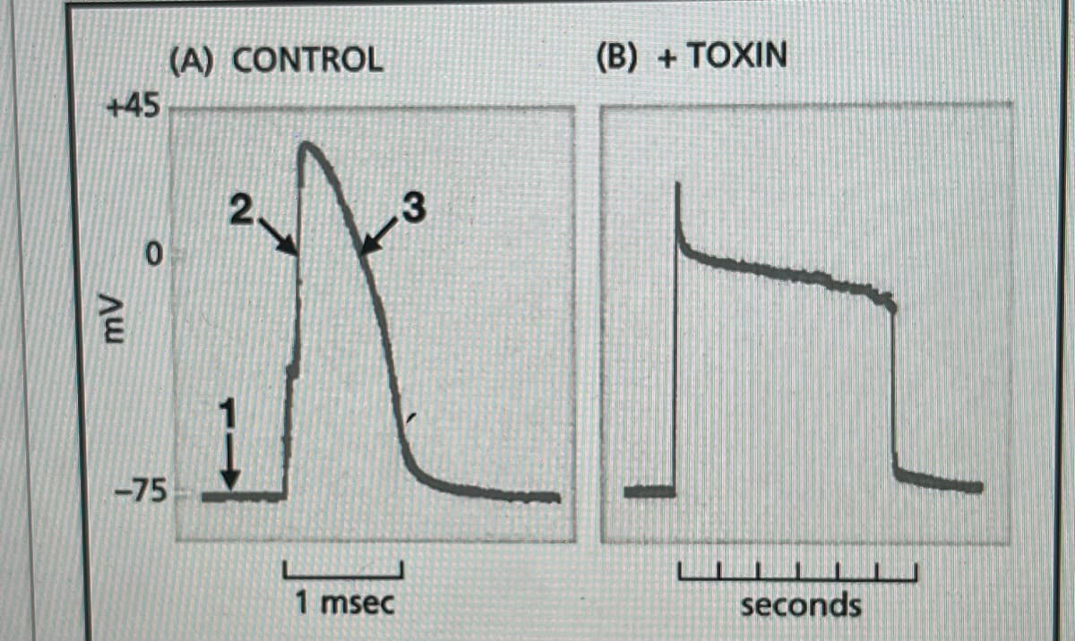 (A) CONTROL
(B) + TOXIN
+45
2.
.3
my
-75
1 msec
seconds
