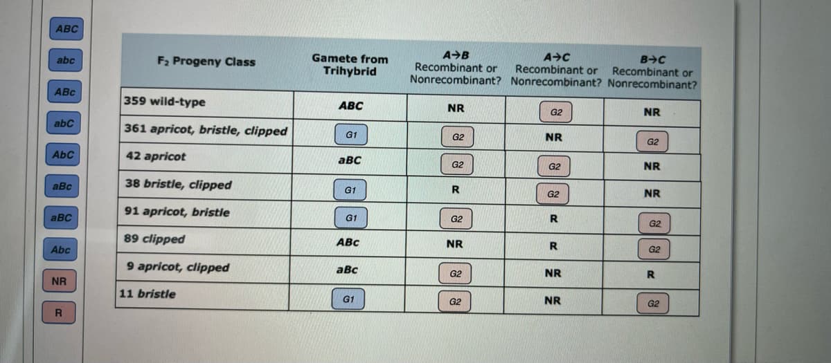 АВС
AB
Recombinant or
Gamete from
A>C
Recombinant or
Nonrecombinant? Nonrecombinant? Nonrecombinant?
abc
F2 Progeny Class
Trihybrid
Recombinant or
ABC
359 wild-type
ABC
NR
G2
NR
abC
361 apricot, bristle, clipped
G1
G2
NR
G2
AbC
42 apricot
авс
G2
G2
NR
aBc
38 bristle, clipped
G1
R
G2
NR
91 apricot, bristle
aBC
G1
G2
R
G2
89 clipped
ABC
NR
R
Abc
G2
9 apricot, clipped
aBc
NR
G2
NR
11 bristle
G1
G2
NR
G2
