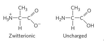 CH3
CH3
+
H3N-C-C
H2N-C-C
OH
H
H
Zwitterionic
Uncharged
