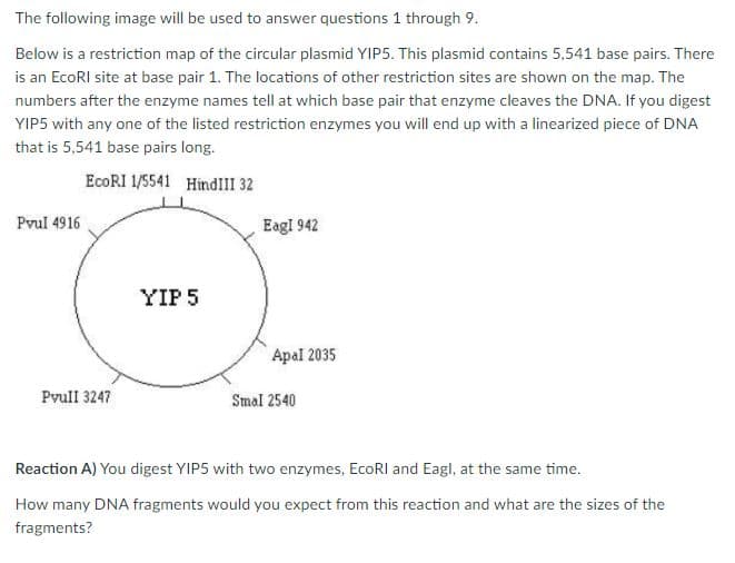 The following image will be used to answer questions 1 through 9.
Below is a restriction map of the circular plasmid YIP5. This plasmid contains 5,541 base pairs. There
is an EcoRI site at base pair 1. The locations of other restriction sites are shown on the map. The
numbers after the enzyme names tell at which base pair that enzyme cleaves the DNA. If you digest
YIP5 with any one of the listed restriction enzymes you will end up with a linearized piece of DNA
that is 5,541 base pairs long.
EcoRI 1/5541 HindIII 32
Pvul 4916.
Eagl 942
YIP 5
Apal 2035
Pvull 3247
Smal 2540
Reaction A) You digest YIP5 with two enzymes, EcoRI and Eagl, at the same time.
How many DNA fragments would you expect from this reaction and what are the sizes of the
fragments?
