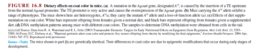 FIGURE 16.8 Dietary effects on coat color in mice. (a) A mutation in the Agouti gene, designated A", is caused by the insertion of a TE upstream
from the normal Agouti promoter. The TE promoter is very active and causes the overexpression of the Agouti gene. (b) Mice carrying the A" allele exhibit a
range of phenotypes. The mice shown here are heterozygotes, A"a; they carry the mutant A" alele and a loss-of-function allele (a). (c) Effects of diet supple-
mentation on coat color. White bars represent offspring from females given a normal diet, and black bars represent offspring from females given a supplemented
diet. (d) DNA methylation patterns among mice with different coat colors. The samples to determine DNA methylation were obtained from cells in the tail.
(a).(e),(d) Source: Data from R. A. Waterland and R. L. Jirtle (2003) Transposable Elements: Targets for Early Nutritional Effects on Epigenetic Gene Regulation. Mol. Cell. Biol. 23, 5293-
5300. (b) From: D.C. Dolinoy et al., "Maternal genistein alters coat color and protects Avy mouse offspring from obesity by modifying the fetal epigenome," Environ Health Perspect. 2006 Apr,
114(4): 567-572. Reproduced with permission
Genes-Traits The mice shown in part (b) are genetically identical. Their differences in coat color are due to epigenetic modifications that occur during early stages of
development.
