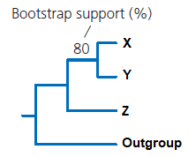 Bootstrap support (%)
80
X
Y
Z
Outgroup