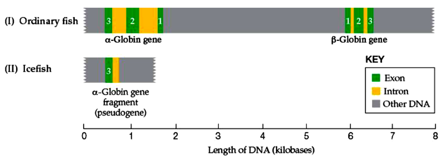 (I) Ordinary fish
(II) Icefish
0
3 2
a-Globin gene
3
a-Globin gene
fragment
(pseudogene)
1
2
3
4
5
Length of DNA (kilobases)
123
ß-Globin gene
KEY
6
Exon
Intron
Other DNA
7
8