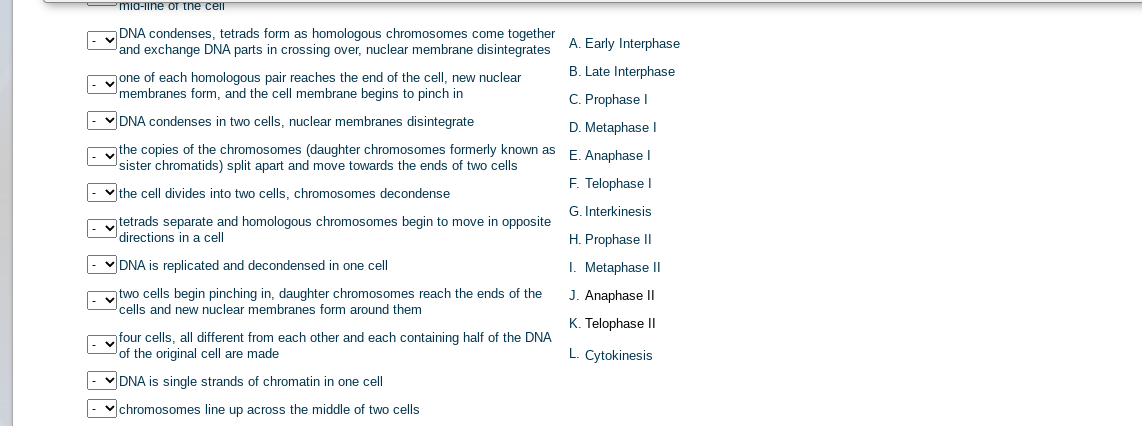 Pmia-Iine or the cel
DNA condenses, tetrads form as homologous chromosomes come together
and exchange DNA parts in crossing over, nuclear membrane disintegrates
A. Early Interphase
B. Late Interphase
one of each homologous pair reaches the end of the cell, new nuclear
membranes form, and the cell membrane begins to pinch in
C. Prophase I
|- VDNA condenses in two cells, nuclear membranes disintegrate
D. Metaphase I
the copies of the chromosomes (daughter chromosomes formerly known as
sister chromatids) split apart and move towards the ends of two ells
E. Anaphase I
F. Telophase I
- v the cell divides into two cells, chromosomes decondense
G. Interkinesis
tetrads separate and homologous chromosomes begin to move in opposite
directions in a cell
H. Prophase II
|- VDNA is replicated and decondensed in one cell
I. Metaphase II
two cells begin pinching in, daughter chromosomes reach the ends of the
cells and new nuclear membranes form around them
J. Anaphase II
K. Telophase II
four cells, all different from each other and each containing half of the DNA
of the original cell are made
L. Cytokinesis
V DNA is single strands of chromatin in one cell
vchromosomes line up across the middle of two cells
