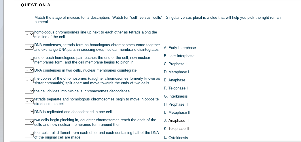 QUESTION 8
Match the stage of meiosis to its description. Watch for "cell" versus "cells". Singular versus plural is a clue that will help you pick the right roman
numeral.
homologous chromosomes line up next to each other as tetrads along the
mid-line of the cell
DNA condenses, tetrads form as homologous chromosomes come together
and exchange DNA parts in crossing over, nuclear membrane disintegrates
A. Early Interphase
B. Late Interphase
yone of each homologous pair reaches the end of the cell, new nuclear
membranes form, and the cell membrane begins to pinch in
C. Prophase I
V DNA condenses in two cells, nuclear membranes disintegrate
D. Metaphase I
y the copies of the chromosomes (daughter chromosomes formerly known as
sister chromatids) split apart and move towards the ends of two cells
E. Anaphase I
F. Telophase I
|- v the cell divides into two cells, chromosomes decondense
G. Interkinesis
ytetrads separate and homologous chromosomes begin to move in opposite
directions in a cell
H. Prophase II
v DNA is replicated and decondensed in one cell
I. Metaphase II
ytwo cells begin pinching in, daughter chromosomes reach the ends of the
cells and new nuclear membranes form around them
J. Anaphase II
K. Telophase II
four cells, all different from each other and each containing half of the DNA
of the original cell are made
L. Cytokinesis
