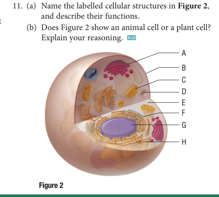 11. (a) Name the labelled cellular structures in Figure 2,
and describe their functions.
t
(b) Does Figure 2 show an animal cell or a plant cell?
Explain your reasoning. KU
A
В
C
D
E
F
G
H
Figure 2
