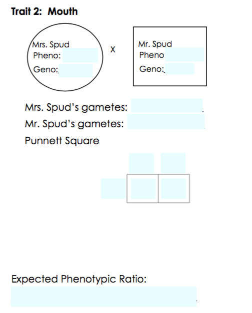 Trait 2: Mouth
Mrs. Spud
Mr. Spud
Pheno:
Pheno
Geno:
Geno:
Mrs. Spud's gametes:
Mr. Spud's gametes:
Punnett Square
Expected Phenotypic Ratio:
