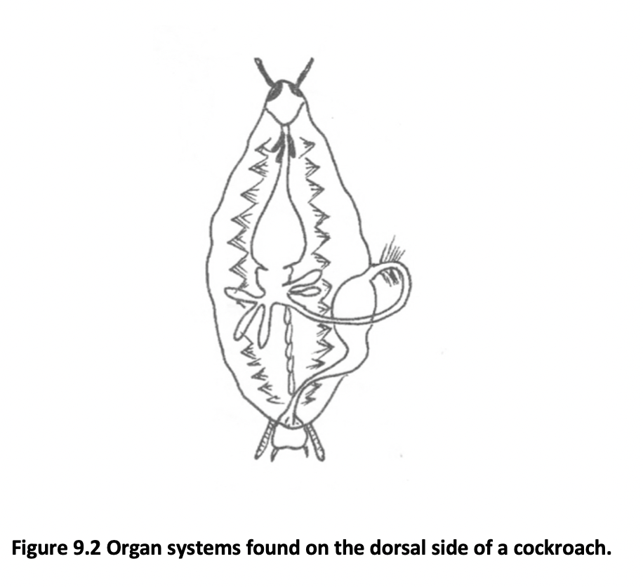 Figure 9.2 Organ systems found on the dorsal side of a cockroach.
