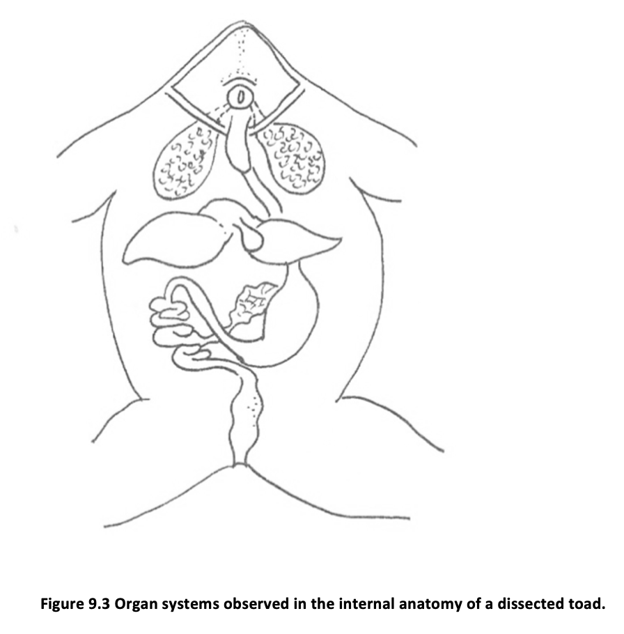 Figure 9.3 Organ systems observed in the internal anatomy of a dissected toad.
