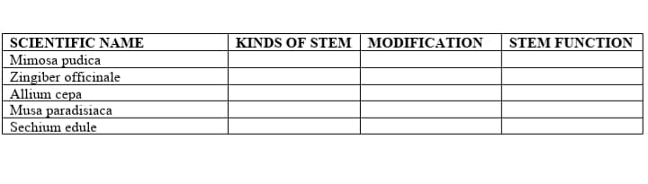 SCIENTIFIC NAME
Mimosa pudica
Zingiber officinale
Allium cepa
Musa paradisiaca
Sechium edule
KINDS OF STEM MODIFICATION
STEM FUNCTION