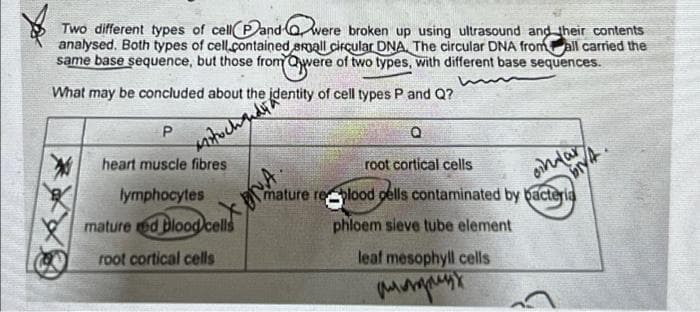 Two different types of cell and were broken up using ultrasound and their contents
analysed. Both types of cell contained small circular DNA, The circular DNA from all carried the
same base sequence, but those from Qwere of two types, with different base sequences.
moyetec
What may be concluded about the identity of cell types P and Q?
P
Q
heart muscle fibres
root cortical cells
lymphocytes
mature replood pells contaminated by bacteria
oina.
bry4.
mature red blood cells
phloem sieve tube element
root cortical cells
leaf mesophyll cells
плотрицх
xotochaudya
BRA.